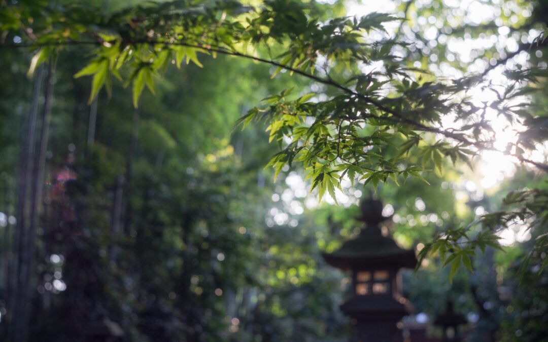 Introduzione allo Shinrin-Yoku: il bagno nella foresta per il benessere