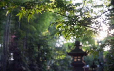 Introduzione allo Shinrin-Yoku: il bagno nella foresta per il benessere